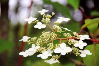 arboretum103275899_1559060234271698_105046106033561654_o-006