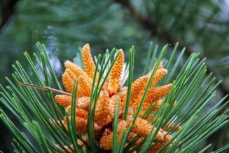 arboretum103893182_1559060620938326_2986775876188860330_o-004