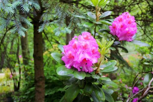 arboretum103916503_1559060677604987_1132776161738675916_o-003