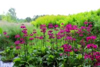 arboretum104110926_1559059247605130_318859907530448078_o-010