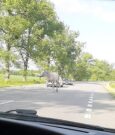 Koń wybrał się na spacer starą ósemką