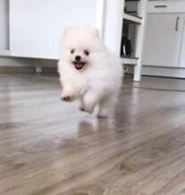 psy106031535_2056426811168378_7909814053778835084_n-024