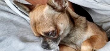 psy106138130_3147233928730901_8484513412876185582_o-036