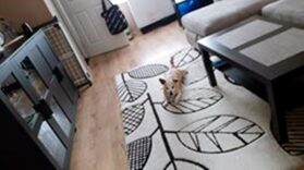 psy106211148_3463049783707219_1237899632225642923_o-038