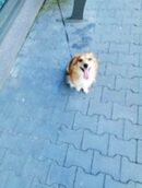 psy106400761_330044651325917_773017238860236898_o-057