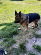 psy106457115_3094356537278469_3799714362471209707_o-062