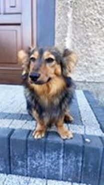 psy73325204_3345480435503475_6363361520755163032_n-001