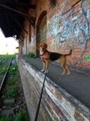 psy79251883_1422916081228902_2172755107920333471_o-004