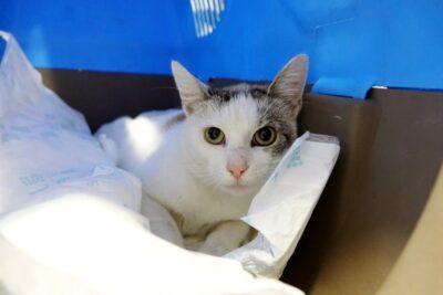 „BON dla zwierzaka – bezdomniaka”. Rusza pierwszy projekt Budżetu Obywatelskiego 2026 w gminie Syców