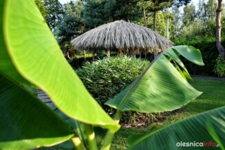 Tomasz_Frysztak_palmy_Łuczyna_DSC_2045