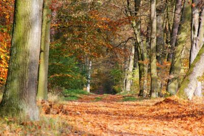 Ostatnie dni, by odwiedzić arboretum [ZDJĘCIA]