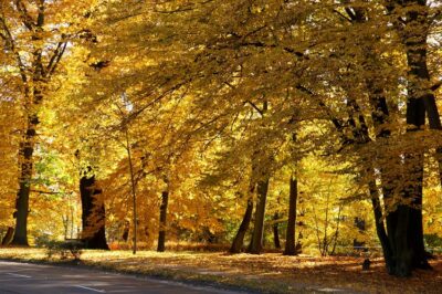 Złota jesień w Oleśnicy w obiektywie Wiesława Mazurkiewicza [ZDJĘCIA]