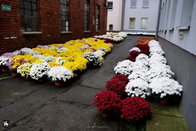 Gmina kupiła 500 chryzantem. Kwiaty ozdobią miasto