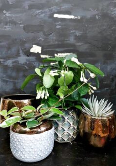 cuda_miłostki131220690_181425917047647_993059552939917006_n