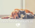 Oleśnicka fundacja apeluje o przemyślane adopcje zwierząt