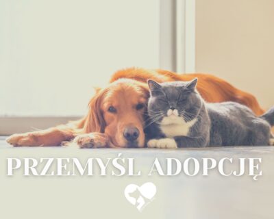 Oleśnicka fundacja apeluje o przemyślane adopcje zwierząt