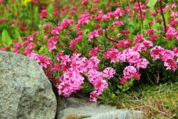 arboretum904_006-008