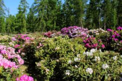 arboretum904_013-001