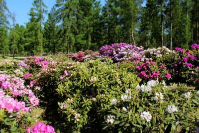 Czy wiecie to o Arboretum Leśnym? Ciekawostki i zdjęcia