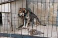 Zaniedbany pies odebrany właścicielom. Wolontariusze proszą o pomoc w jego leczeniu