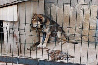 Zaniedbany pies odebrany właścicielom. Wolontariusze proszą o pomoc w jego leczeniu