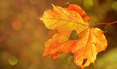 Dzień dobry w Oleśnicy (sobota 06.11)