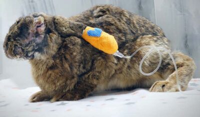 Wrocławska Ekostraż walczy o życie oleśnickiego królika