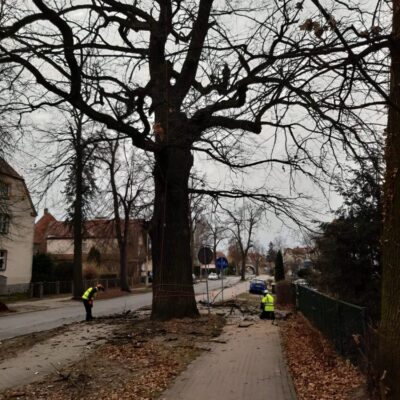 Rozpoczęły się cięcia pielęgnacyjne drzew pomnikowych