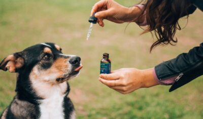 CBD dla zwierząt na stres – czy warto?