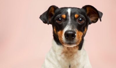 Nagły wypadek psa – co robić