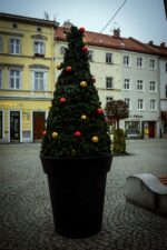 oleśnica-boże-narodzenie263056088_865520214134006_2572410444070701696_n-004