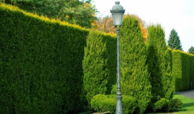 Zacienienie działki przez drzewa i żywopłot sąsiada – co zrobić?