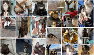 Wciąż czekają na adopcję. Oleśnicka fundacja szuka domów dla tych zwierząt
