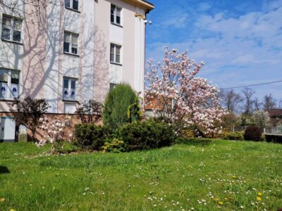 Kwitną magnolie. Coraz piękniej wyglądają też oleśnickie rabaty