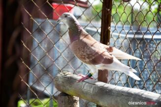 tomasz-grabinski-katna-1