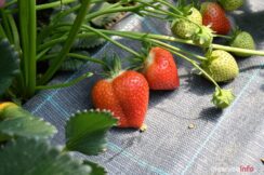 truskawki-od-karola-10