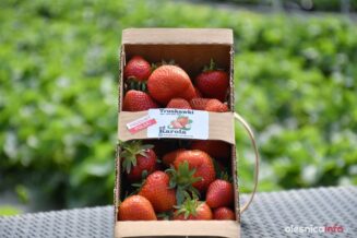 truskawki-od-karola-2