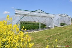 truskawki-od-karola-6