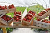 truskawki-od-karola-DSC_3733