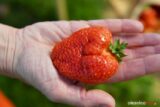 truskawki-od-karola-DSC_3738