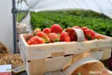 truskawki-od-karola-DSC_3873
