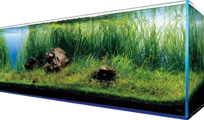 Niezbędne rzeczy do wyposażenia domowego akwarium