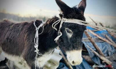 Osiołek Kłapouchy był terapeutą. Teraz idzie na rzeź