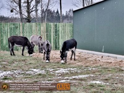 Ta historia chwyta za serce. Kłapouchy, który pomagał dzieciom, jest bezpieczny i zamieszkał z innymi osiołkami