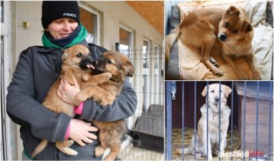 Przytul Pyska, czyli miejsce, które powstało z marzeń i miłości do braci mniejszych