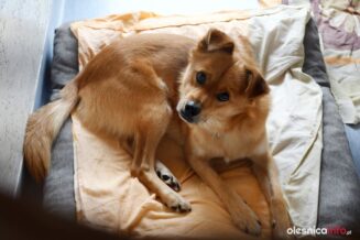 przytul-pyska-DSC_8650