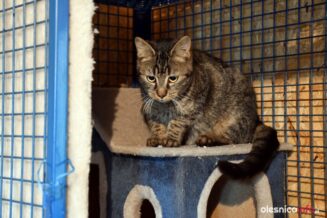 przytul-pyska-DSC_8663