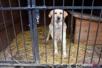 przytul-pyska-DSC_8696