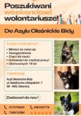 Oleśnickie Bidy poszukują weekendowych wolontariuszy