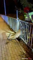Sarna uwięziona między barierkami. Pomogli strażacy